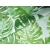 Tkanina tapicerska wzory Welur Liście monstera zielona
